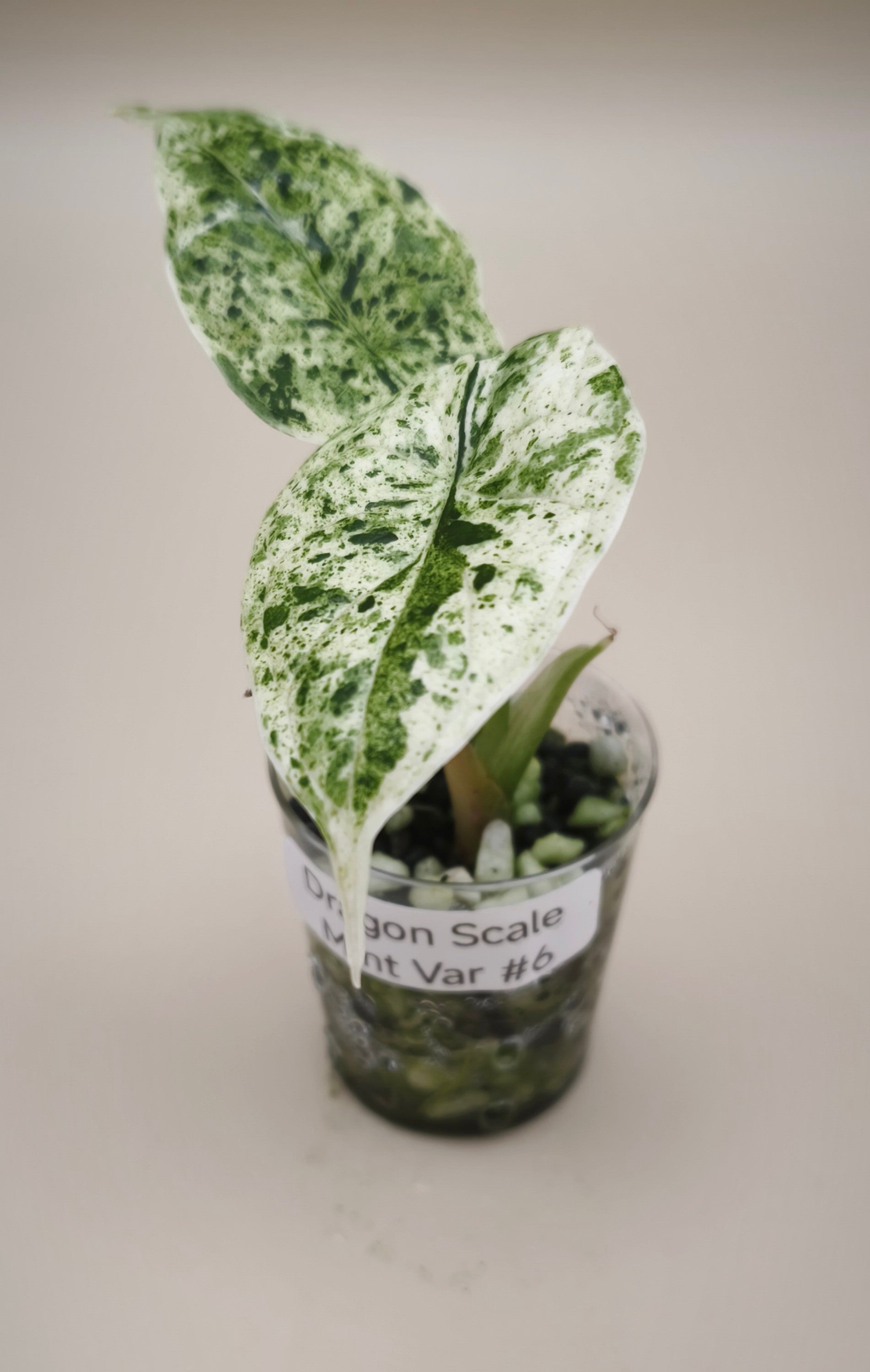 Alocasia Dragon Scale Mint 0600