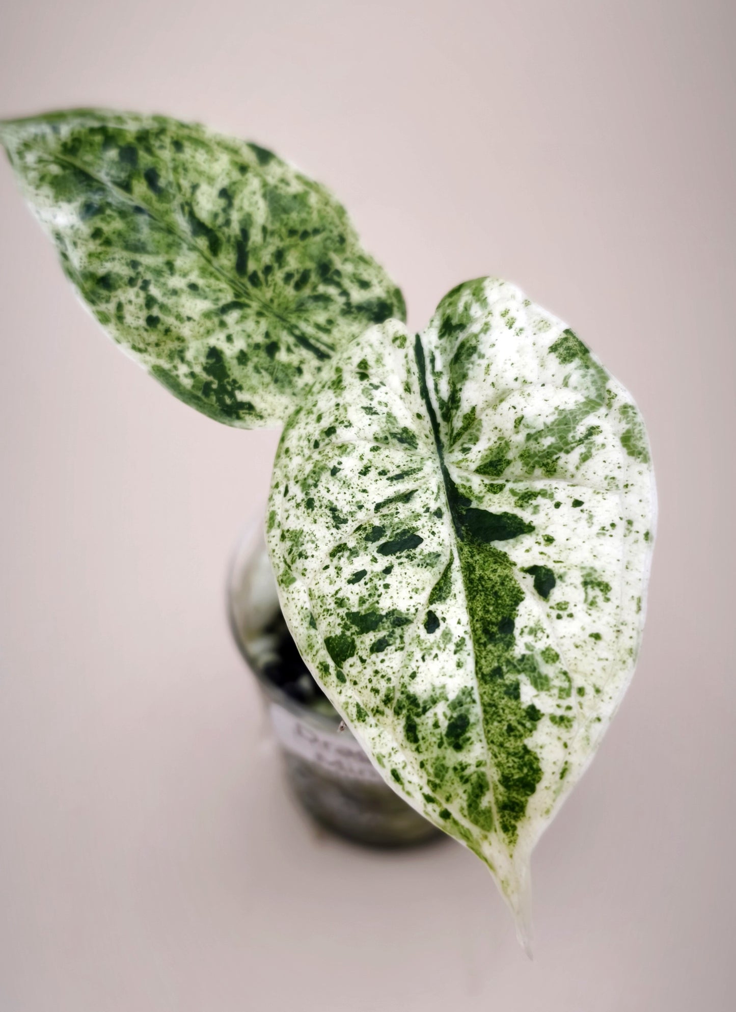 Alocasia Dragon Scale Mint 0601