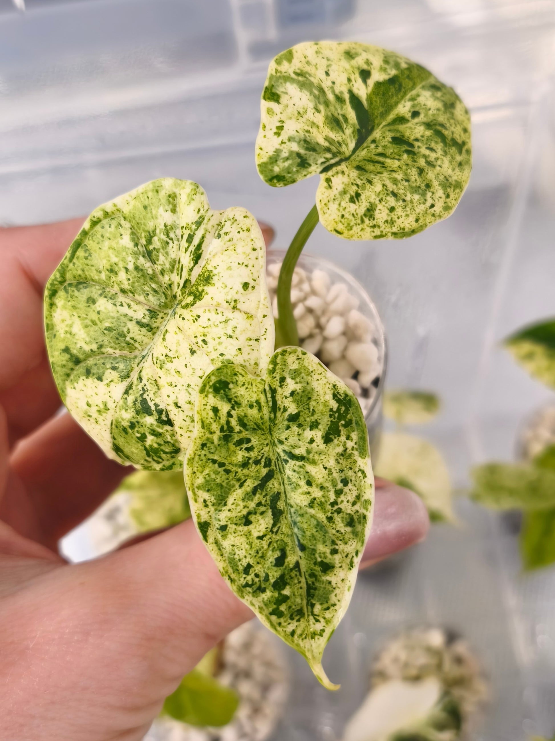 Alocasia Dragon Scale Mint 06