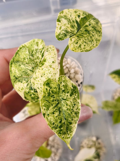 Alocasia Dragon Scale Mint 06