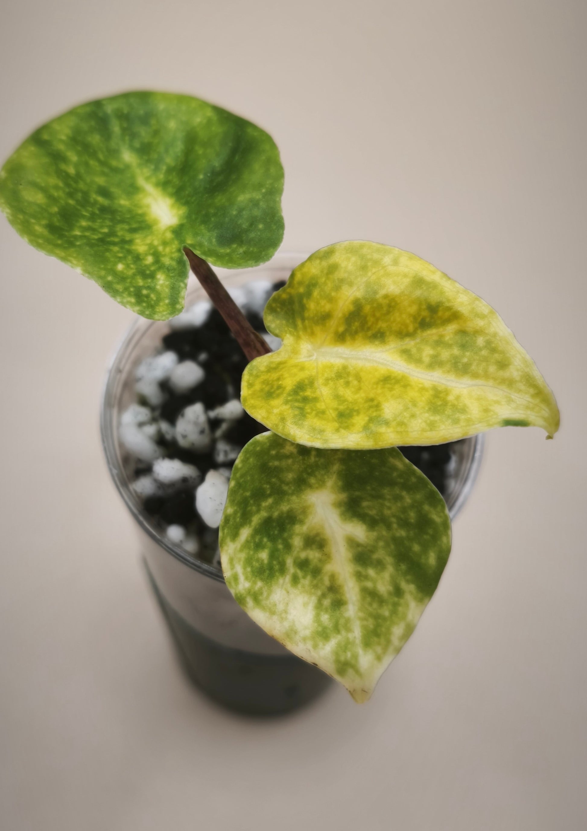 Alocasia Guinea Gold 04