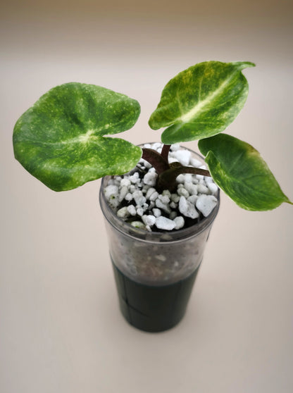Alocasia Guinea Gold 05