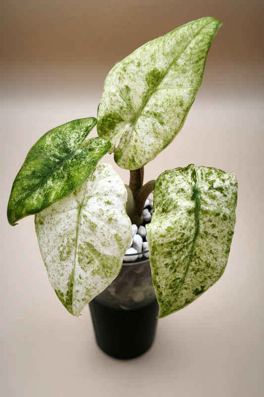 Alocasia Macrorrhiza Splash