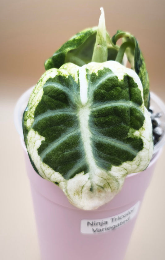 Alocasia Ninja Tricolor Variegated mother plant
