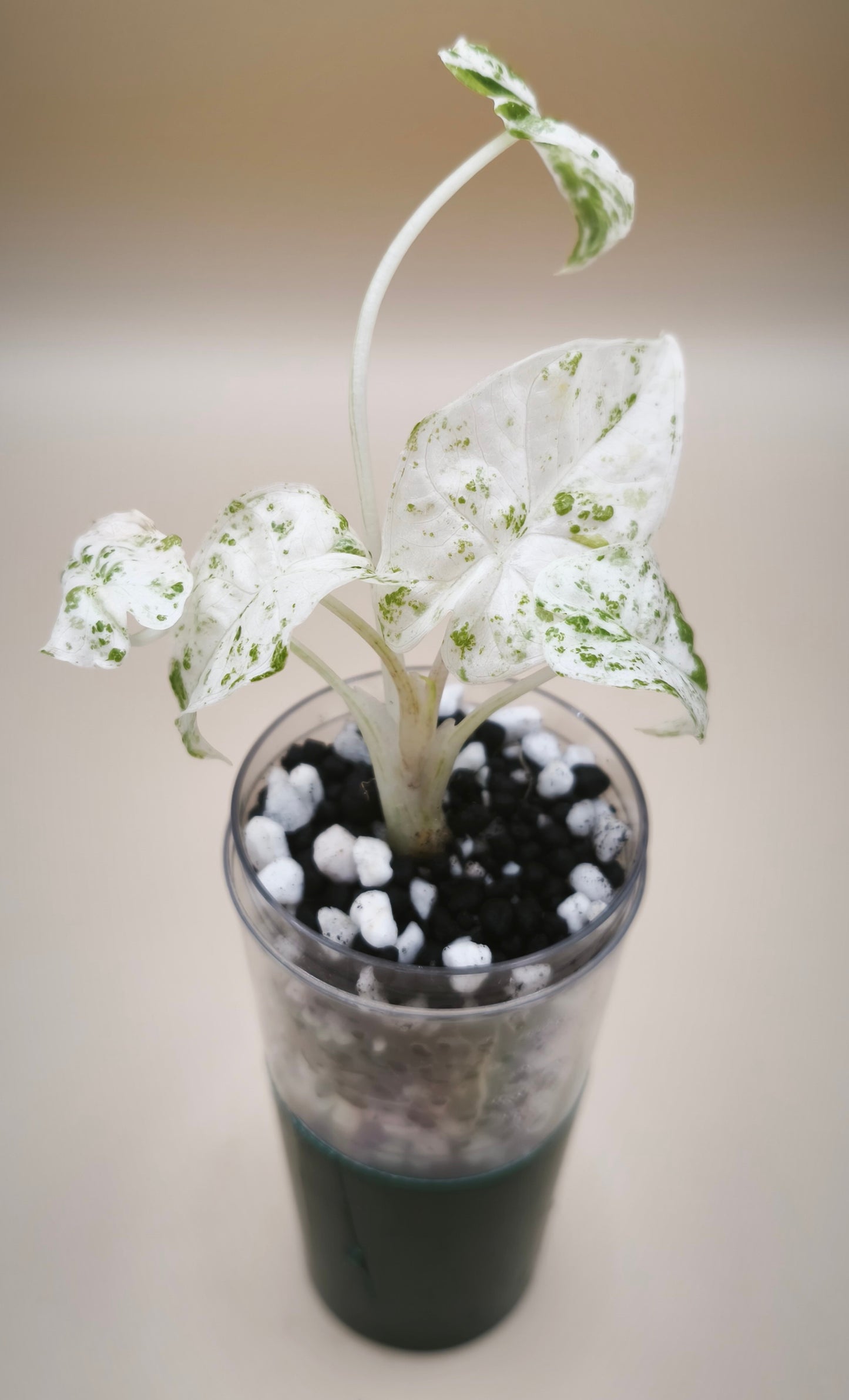 Alocasia Odora Batik