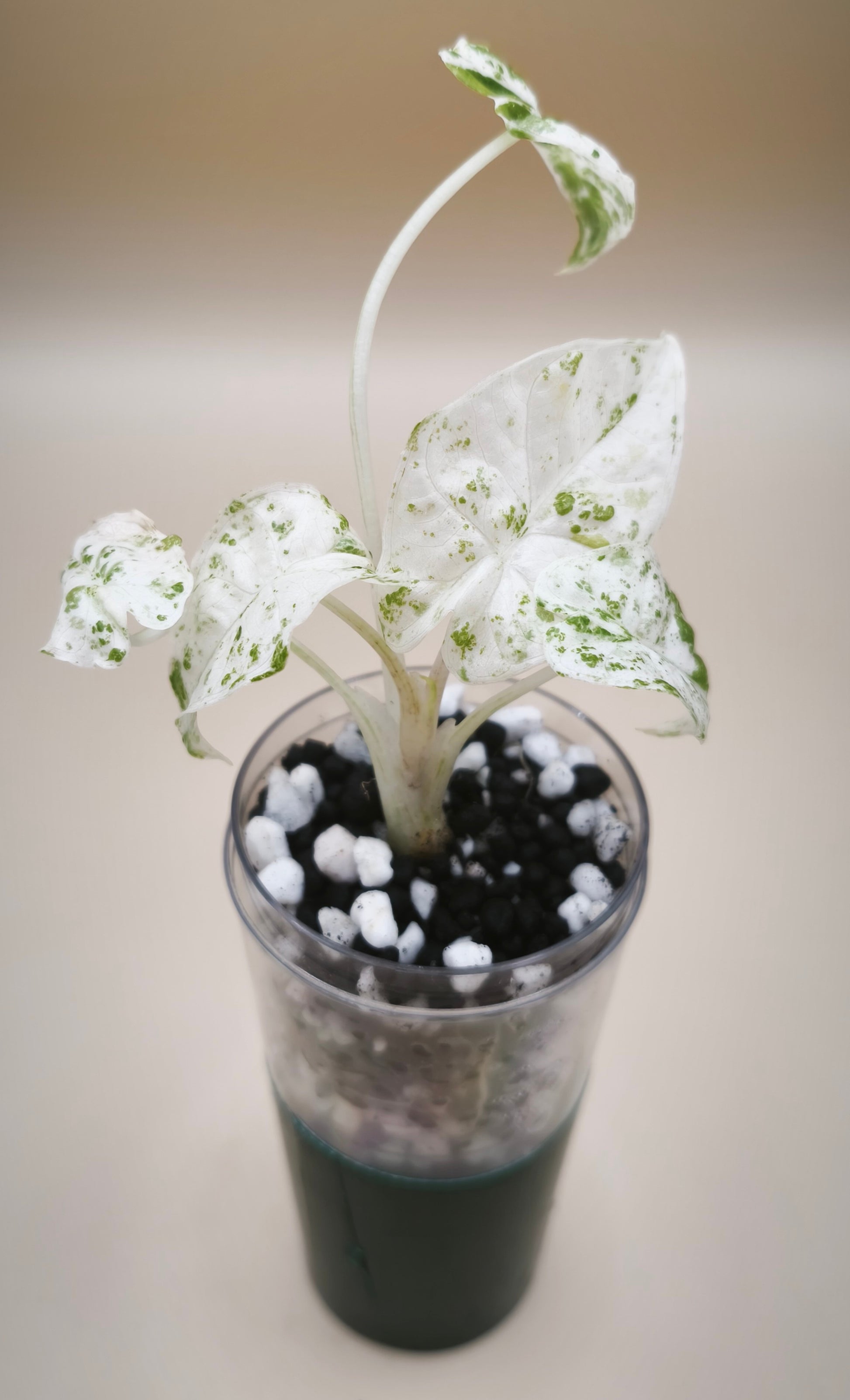 Alocasia Odora Batik