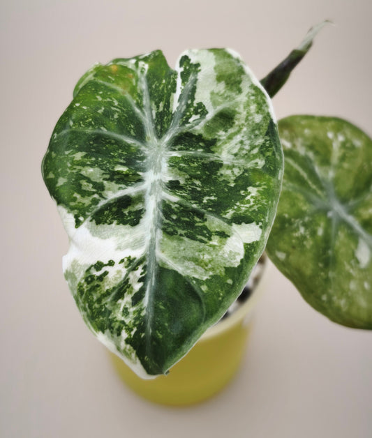 Alocasia Pink Dragon Albo Variegata planta madre