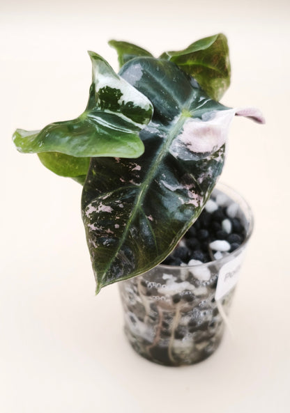 Alocasia Polly Albo Pink Variegata 06