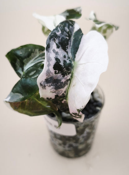 Alocasia Polly Albo Pink Variegata 07