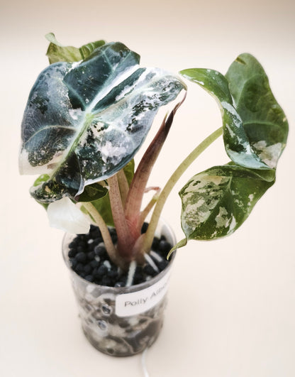 Alocasia Polly Albo Pink Variegata 08