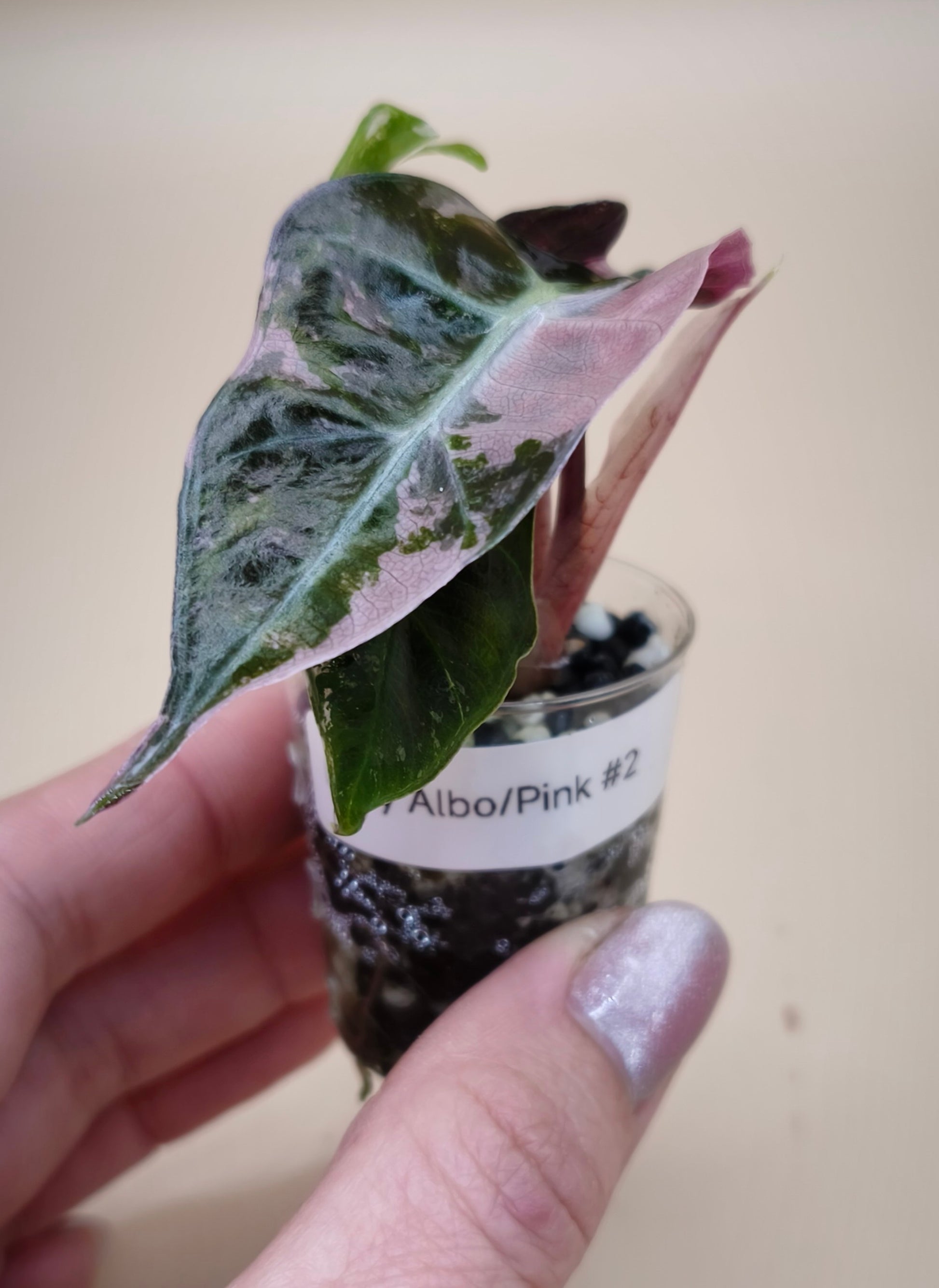 Alocasia Polly Snowflake Albo Pink 02