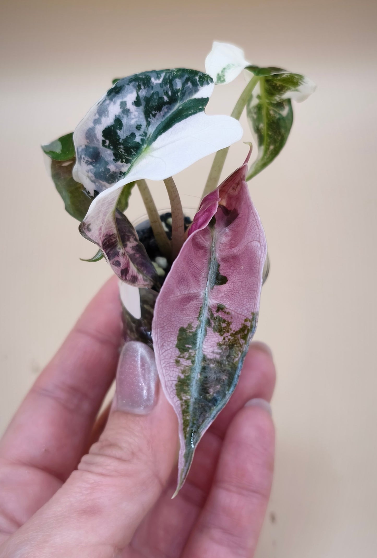 Alocasia Polly Snowflake Albo Pink 07