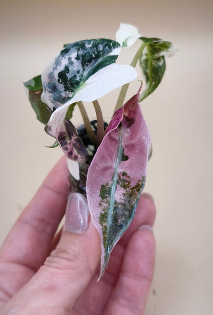 Alocasia Polly Snowflake Albo Pink 07