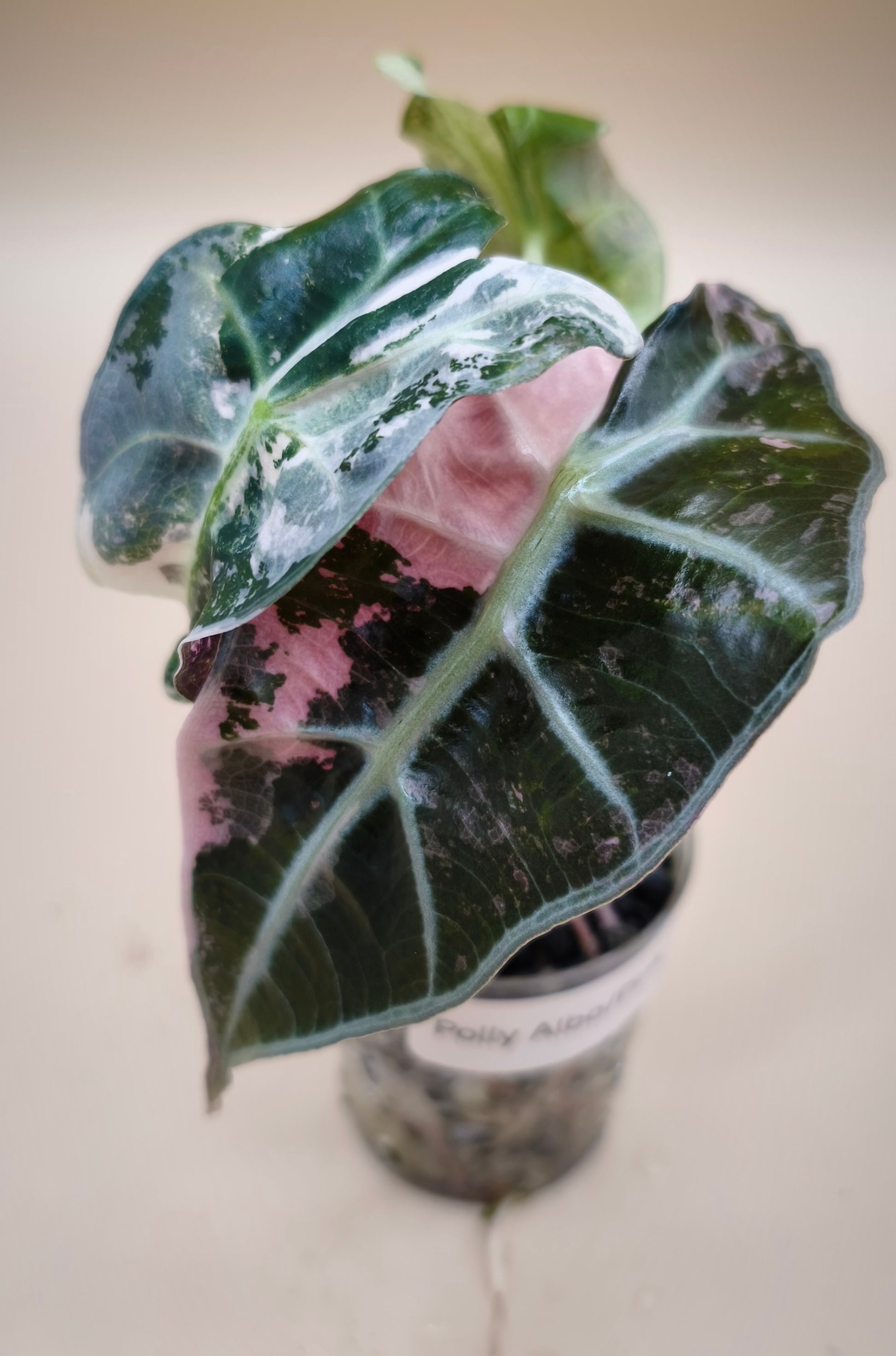 Alocasia Polly Snowflake Albo Pink 0800