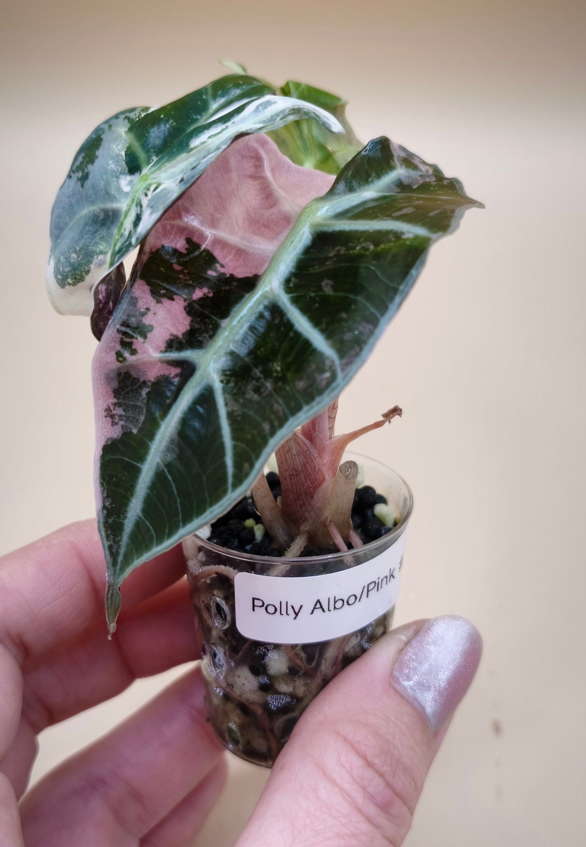 Alocasia Polly Snowflake Albo Pink 08