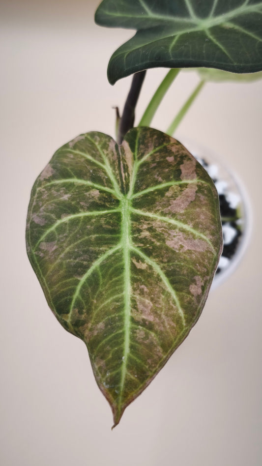 Alocasia Regal Shield mother plant