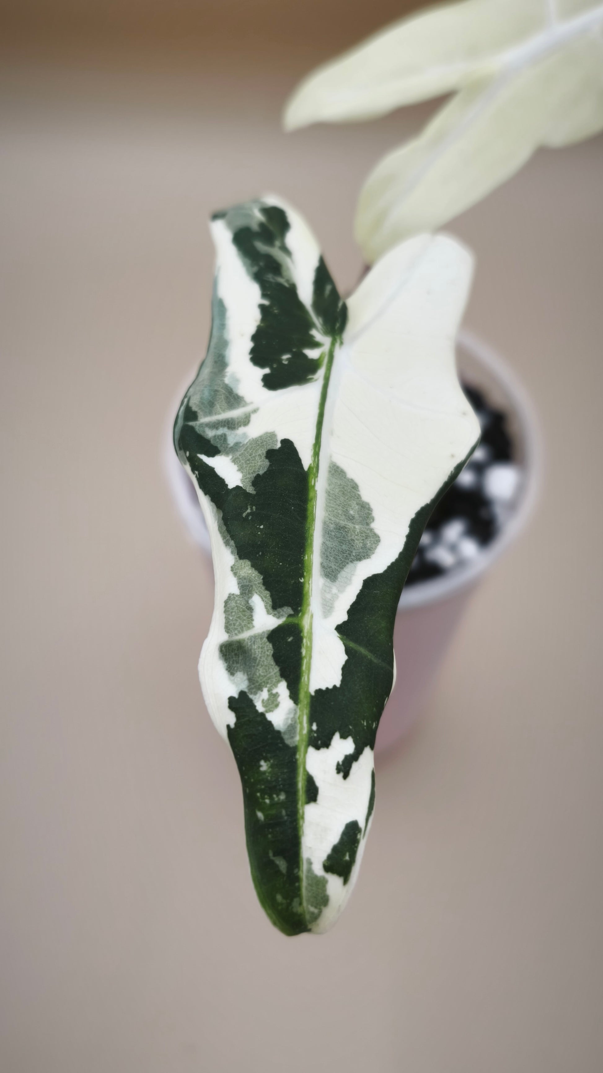Alocasia Sarian Albo Variegata mother plant