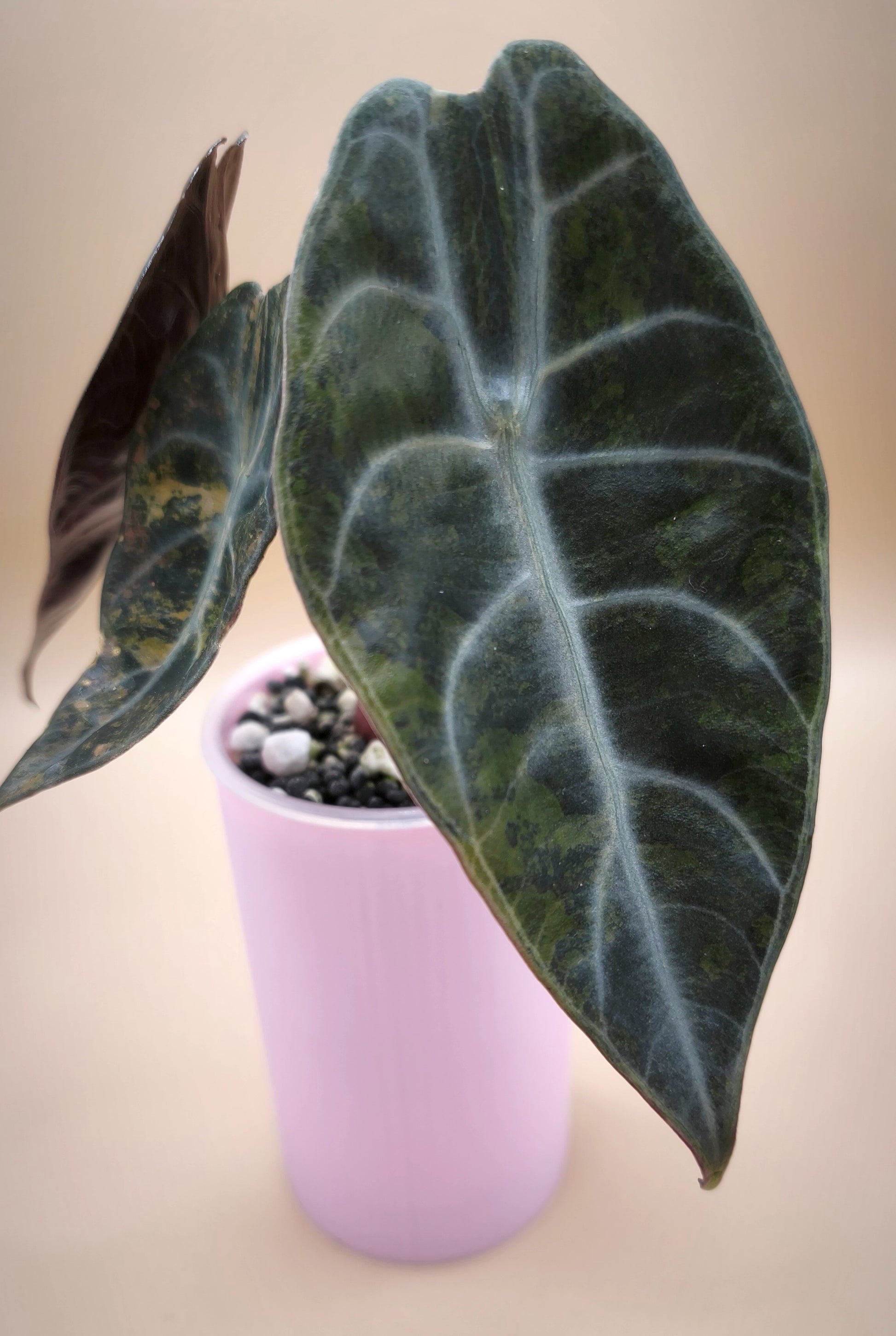 Alocasia Sedenii Aurea 0402