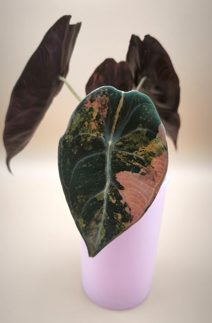 Alocasia Sedenii Aurea 04