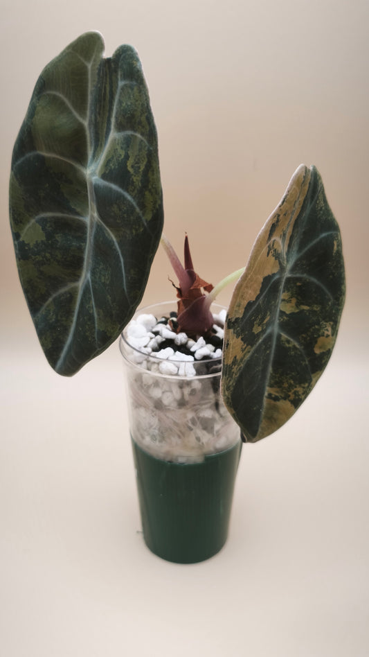Alocasia Sedenii Aurea 05