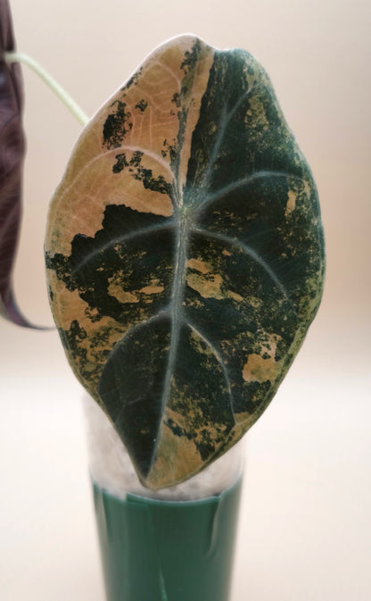 Alocasia Sedenii Aurea 05