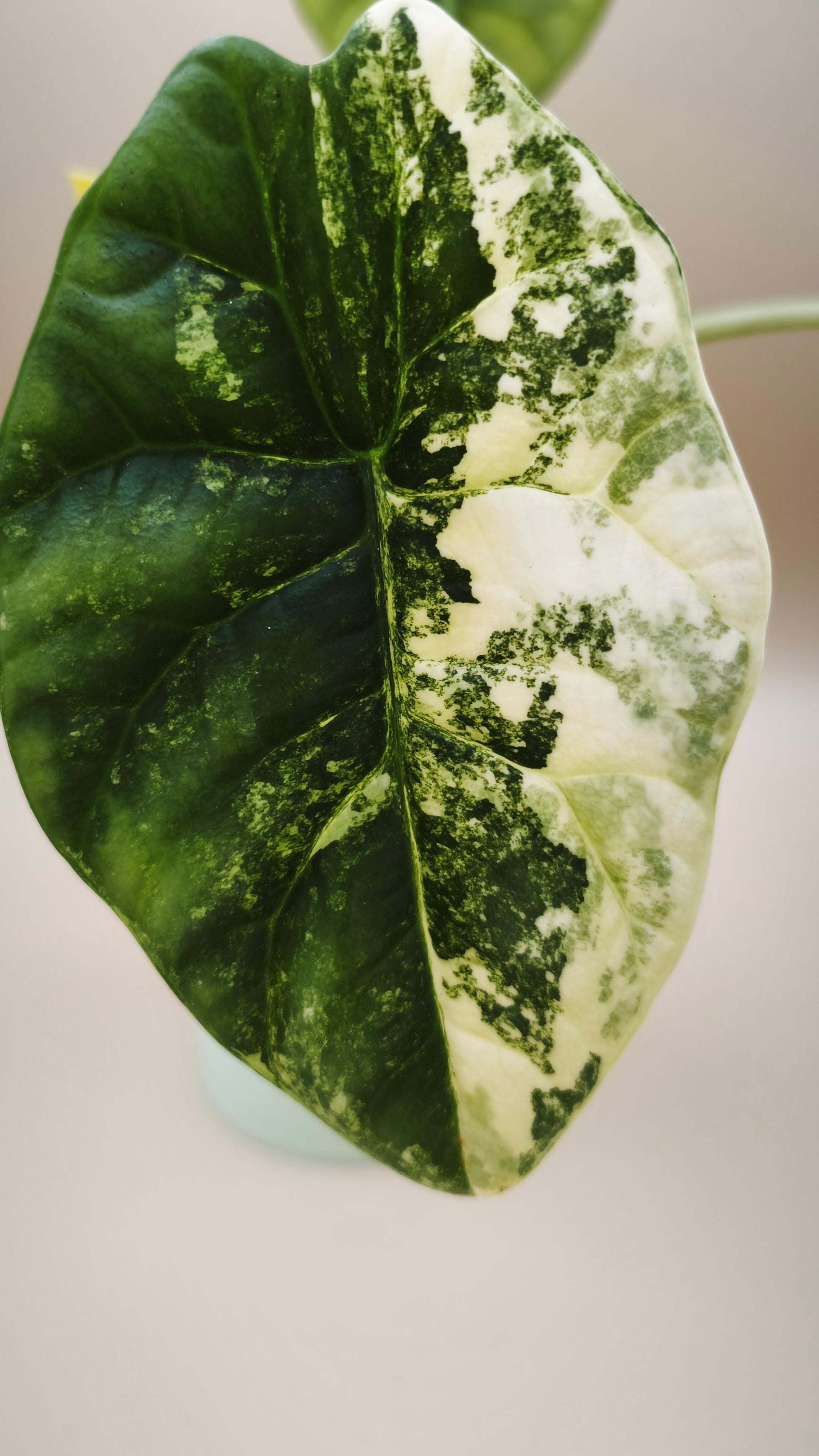 Alocasia Sinuata mother plant