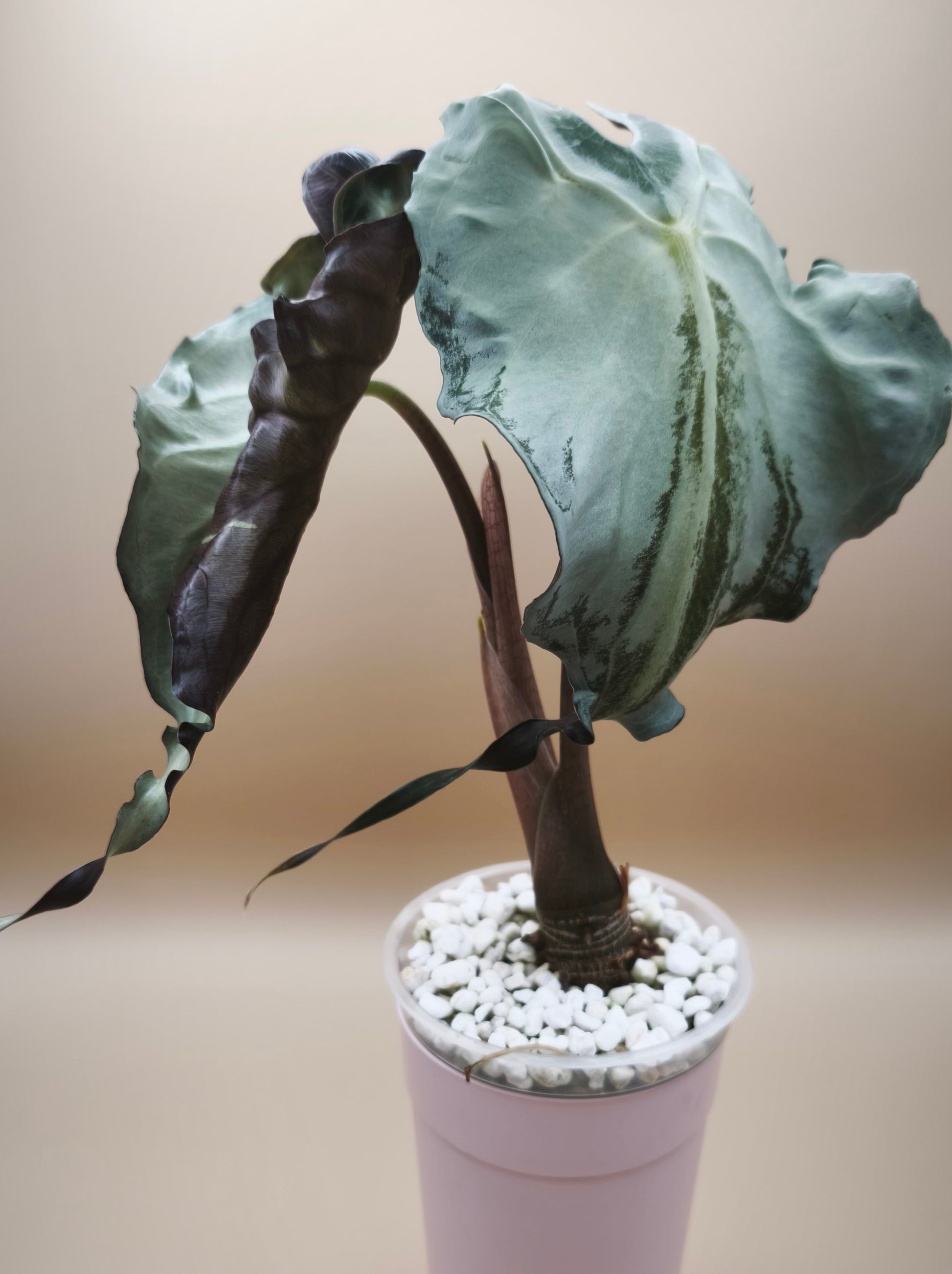 Alocasia Venom planta madre