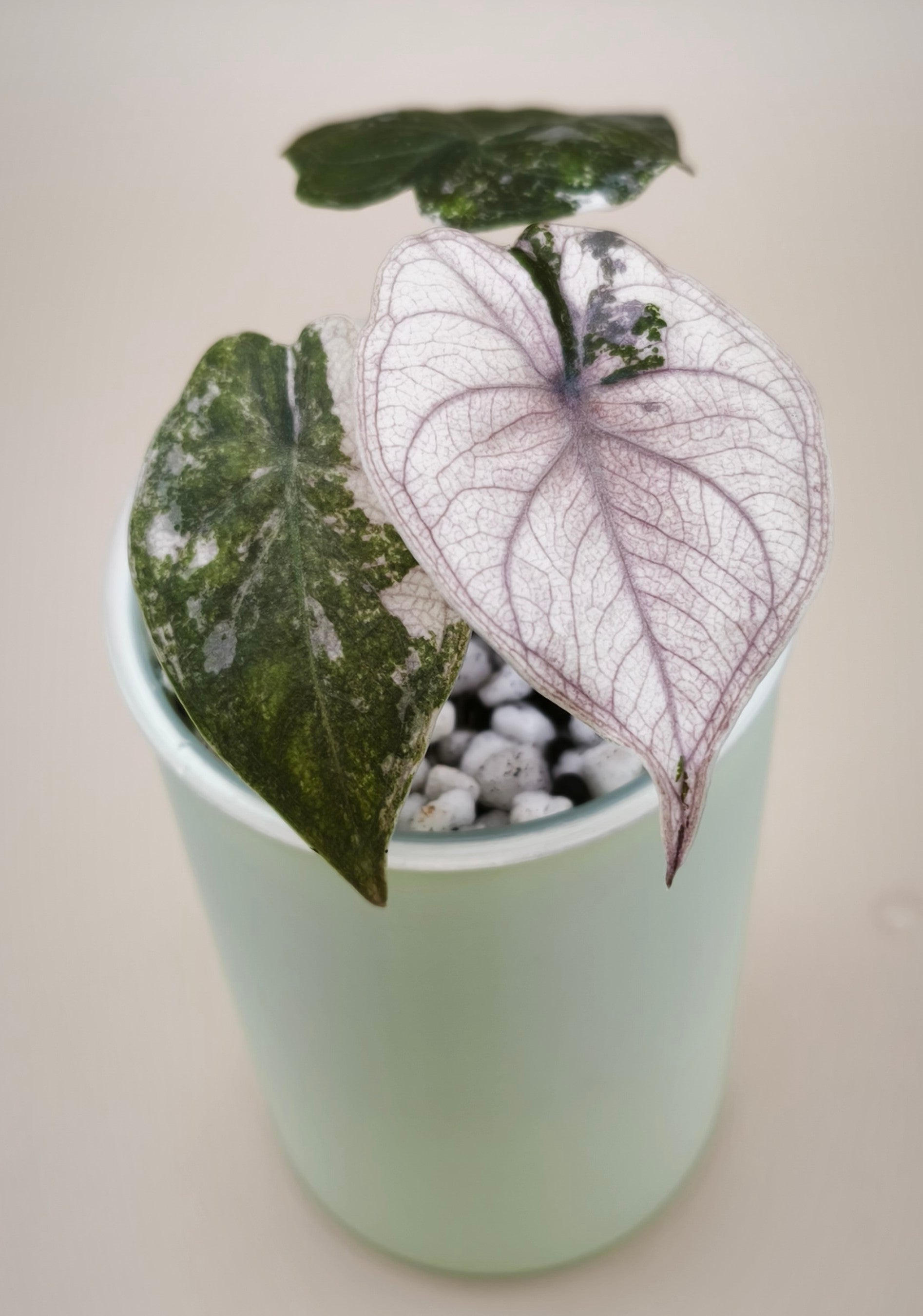 Alocasia Wentii Pink Albo 01