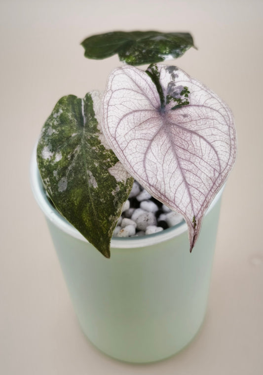 Alocasia Wentii Pink Albo 01