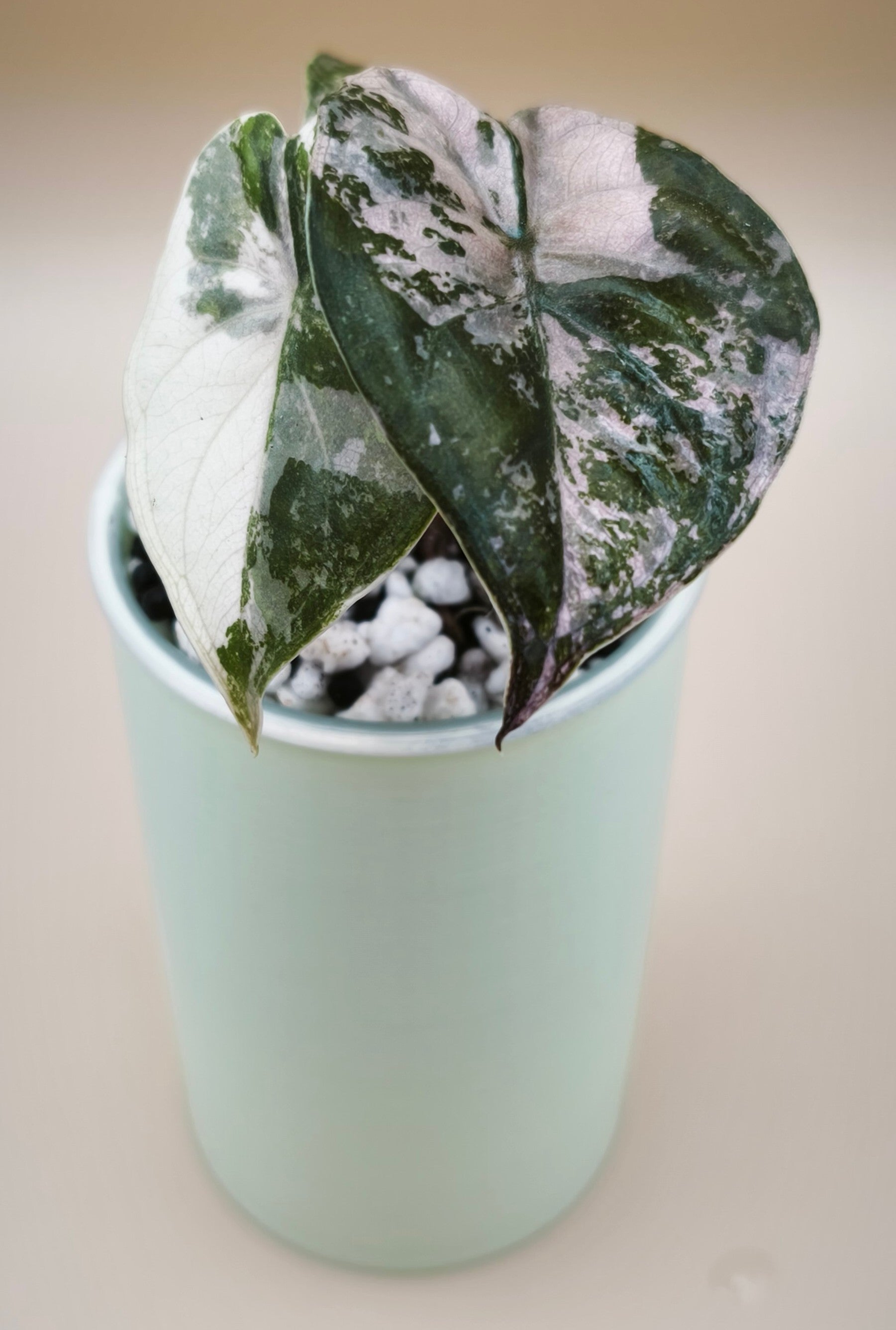 Alocasia Wentii Pink Albo 02