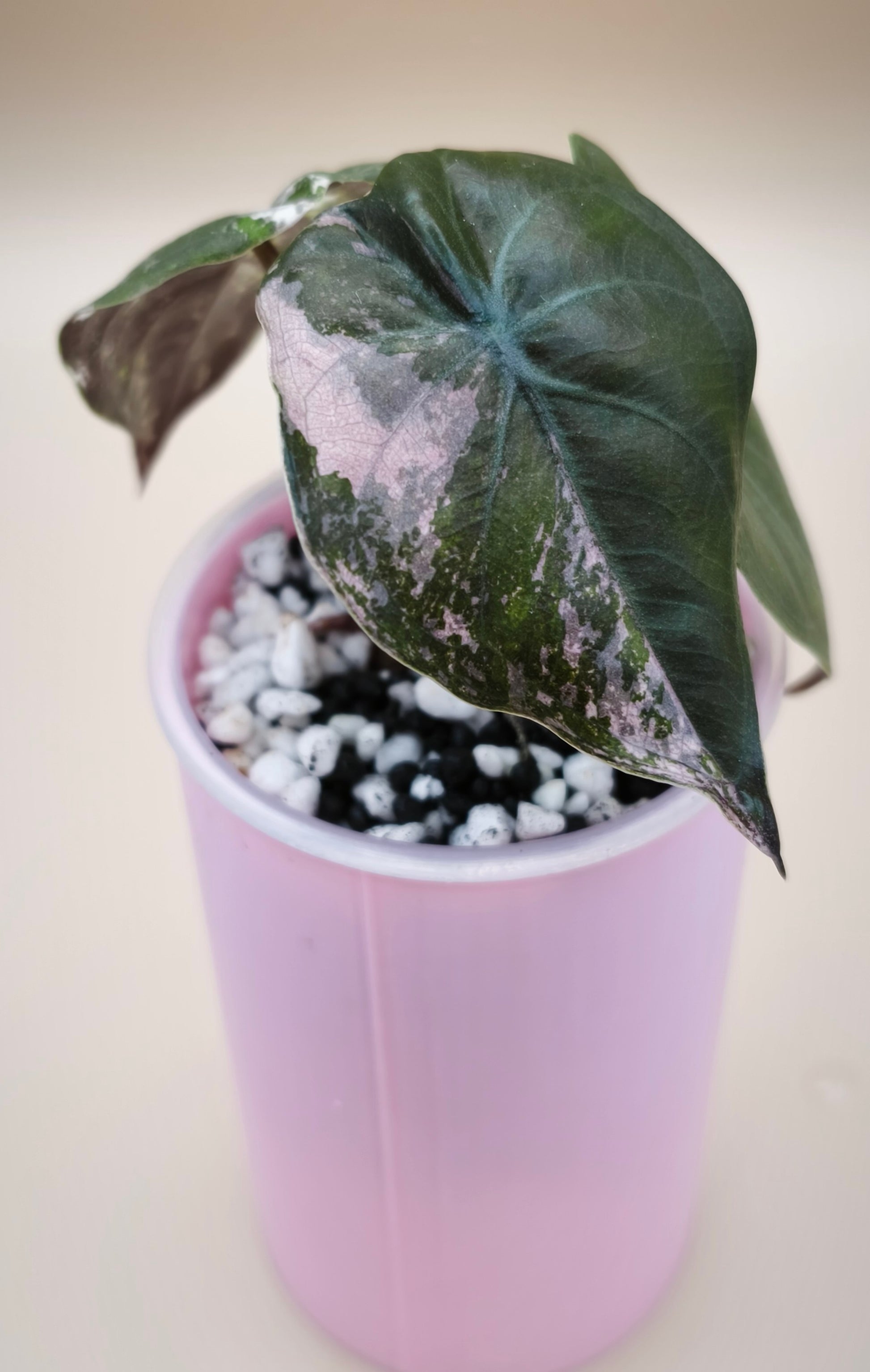 Alocasia Wentii Pink Albo 03