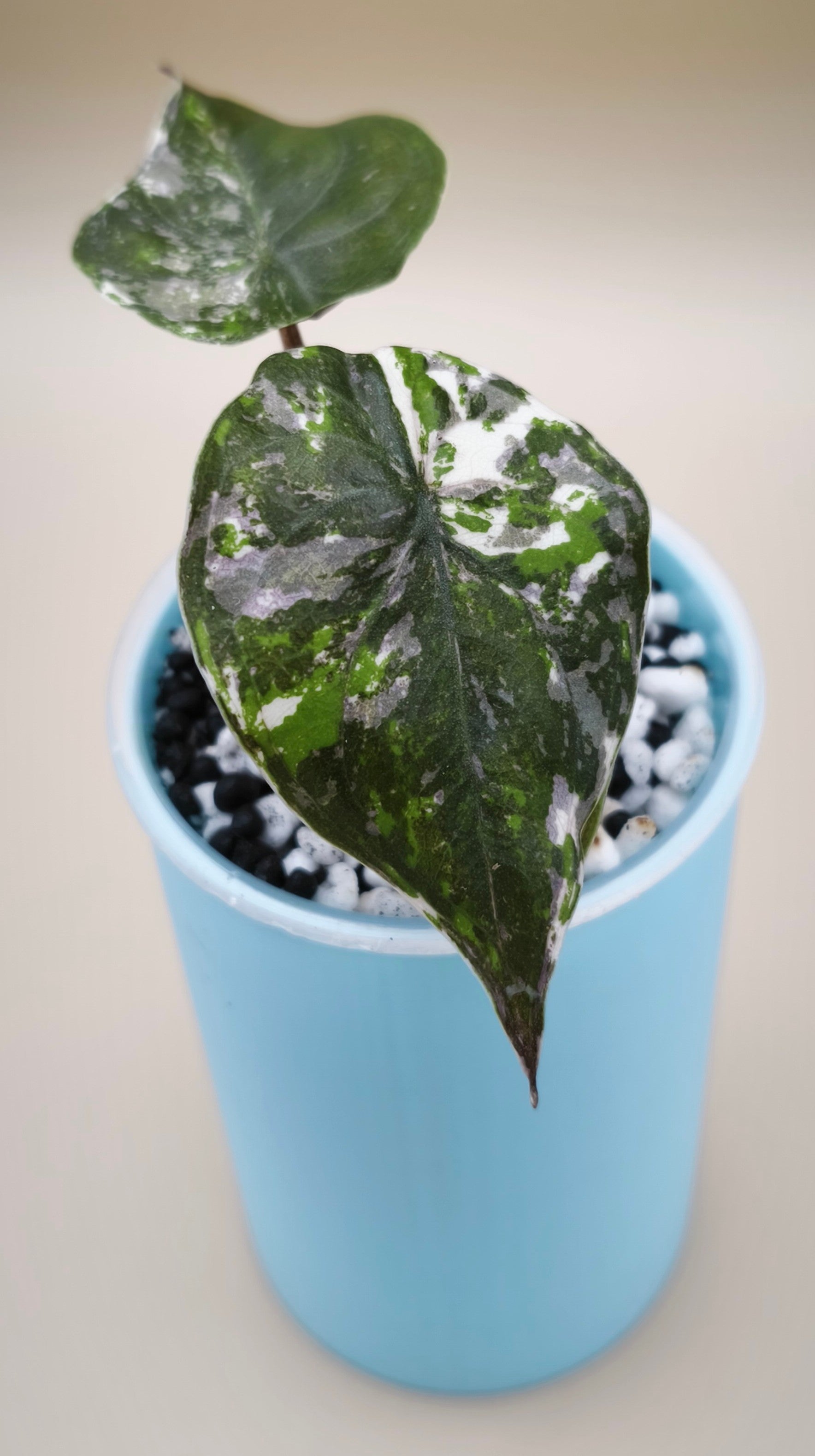 Alocasia Wentii Pink Albo 04