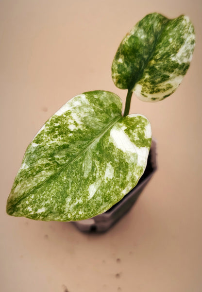 Monstera Deliciosa Green Snow