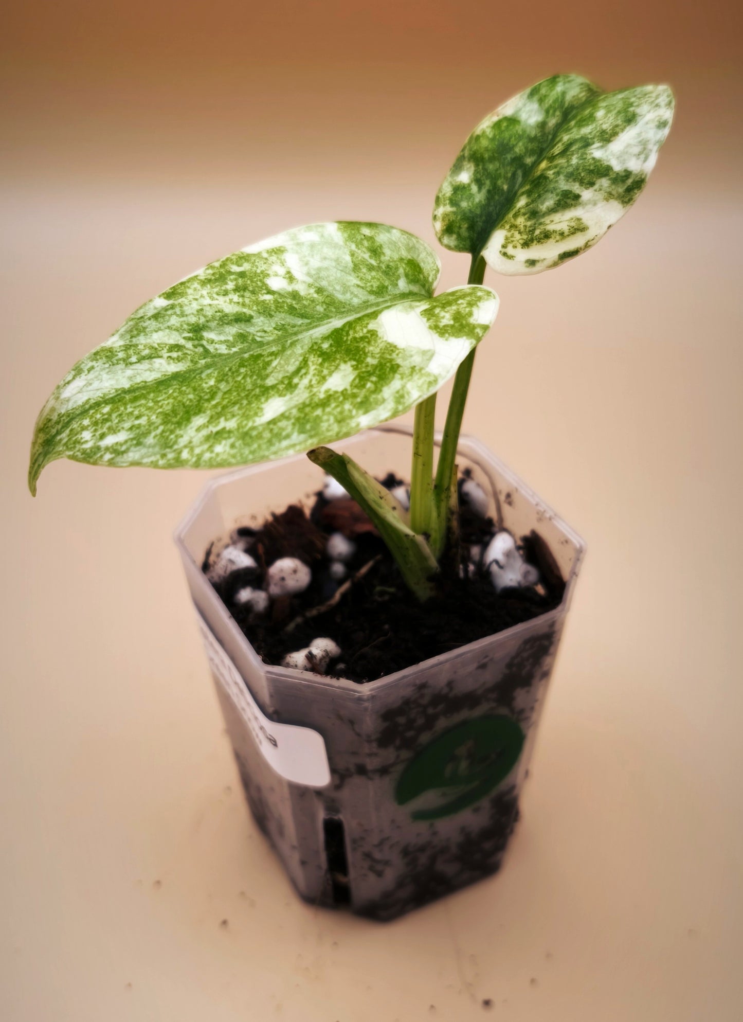 Monstera Deliciosa Green Snow