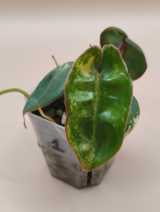 Philodendron Billietiae Variegated 01