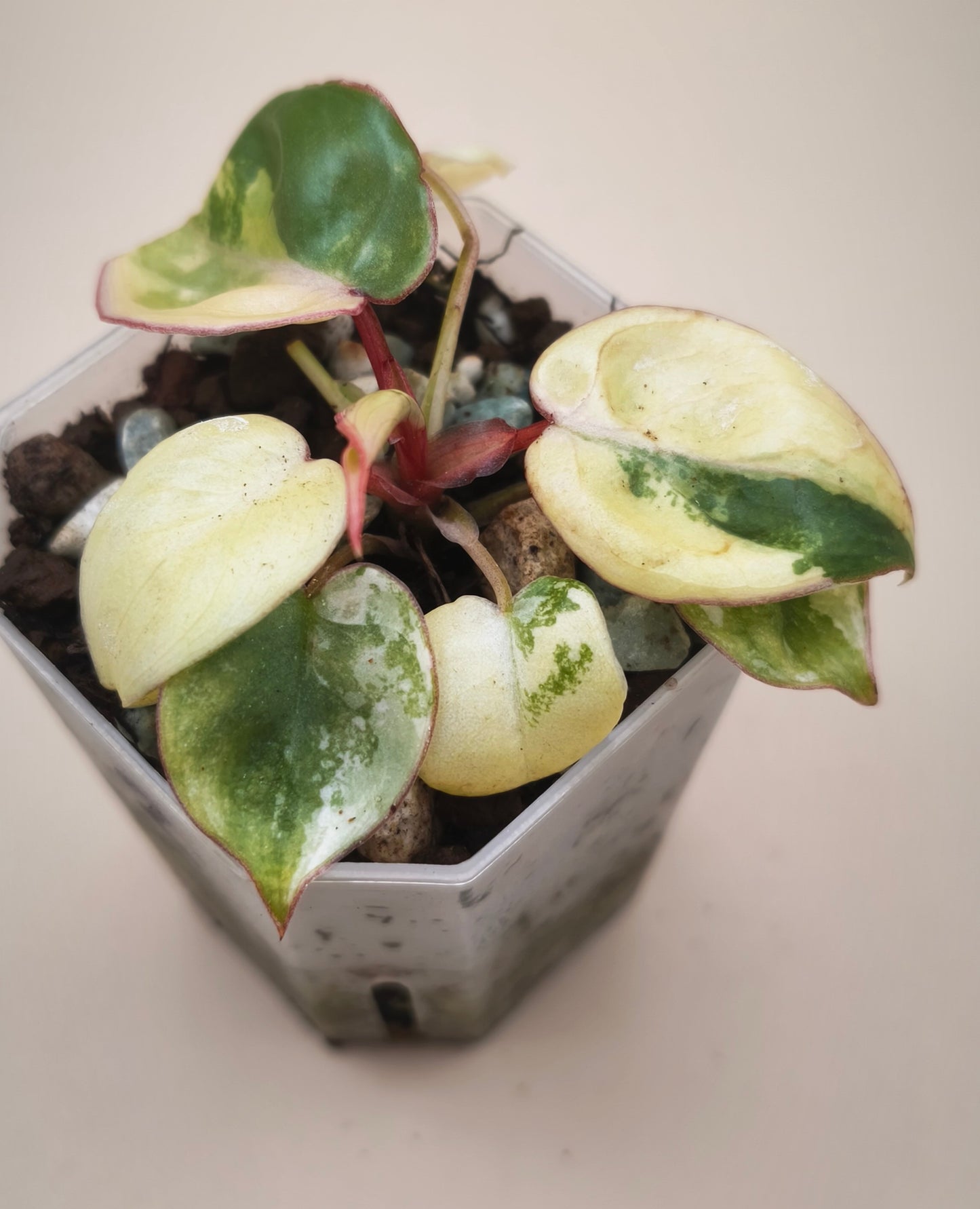 Philodendron Billietiae Variegated 02