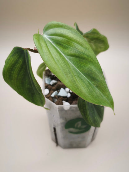 Philodendron Verrucosum Variegated 01