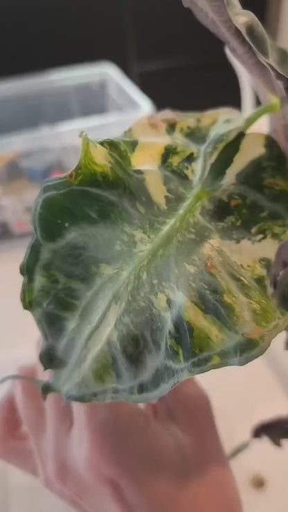 Alocasia Venom Aurea | Corm